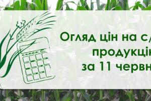 Ціна соняшнику перевищила 11,5 тисяч грн — огляд за 11 червня