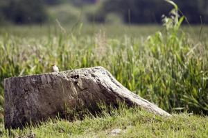 На Миколаївщині вирубка лісосмуг призвела до суховіїв на полях