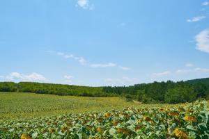 На Миколаївщині депутат самовільно посіяв соняшник та ячмінь у лісі