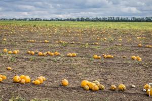 Фермерське господарство з Вінниччини експортуватиме гарбузи