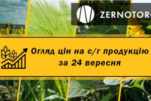 Кукурудза та пшениця продовжують дорожчати — огляд цін за 24 вересня від Zernotorg.ua