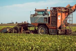 В Україні переробили майже 700 тисяч тонн цукрових буряків