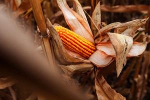 На міжнародному ринку продовжують зміцнюватися ціни на кукурудзу 