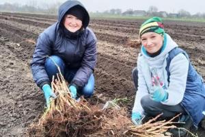 На Рівненщині стартував проект з вирощування органічної малини