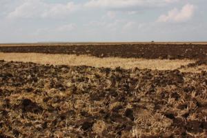 Експерт розповів, як уникнути земельного протистояння після відкриття ринку землі