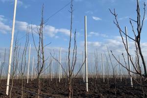 Сади Дніпра розпочали висаджувати грушевий сад