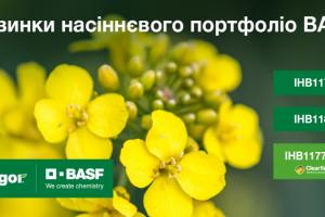 BASF виводить на ринок нові стресостійкі гібриди озимого ріпаку 