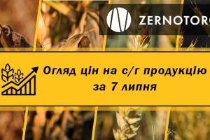 В Україні дорожчає ріпак — огляд цін за 7 липня від Zernotorg.ua