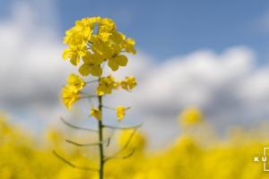 В Україні стартували жнива ріпаку