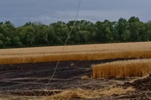 На Харківщині через замикання електричних дротів загорілось пшеничне поле