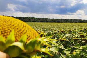 До України повертається спека