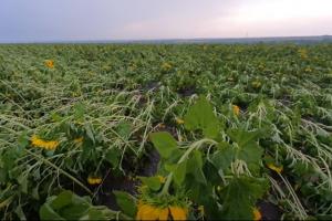 Через негоду на Одещині знизиться врожай кукурудзи та соняшника