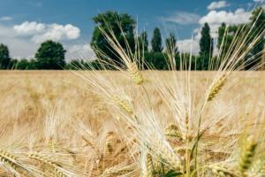 Експортні ціни на ячмінь продовжують рости через обмежену пропозицію