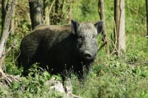 На Херсонщині виявили 2 випадки захворювання на АЧС