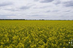 Фахівець розповів, як забезпечити безконкурентний простір для озимого ріпаку восени