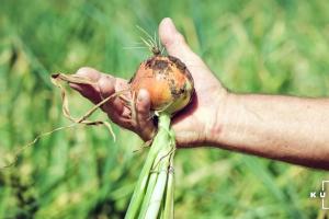 Фермери прогнозують зростання ціни цибулі