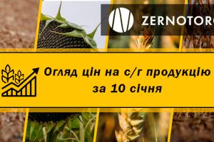 В Україні подорожчала пшениця і кукурудза — огляд за 10 січня від Zernotorg.ua