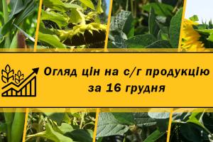 Ціни на зернові та олійні — огляд за 16 грудня від Kurkul.com