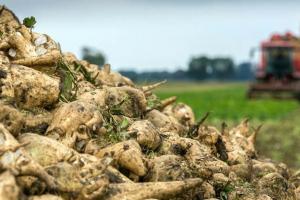 Аграрії накопали 4,6 млн т цукрових буряків