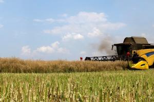 В цьому сезоні на посівах озимих варто провести десикацію