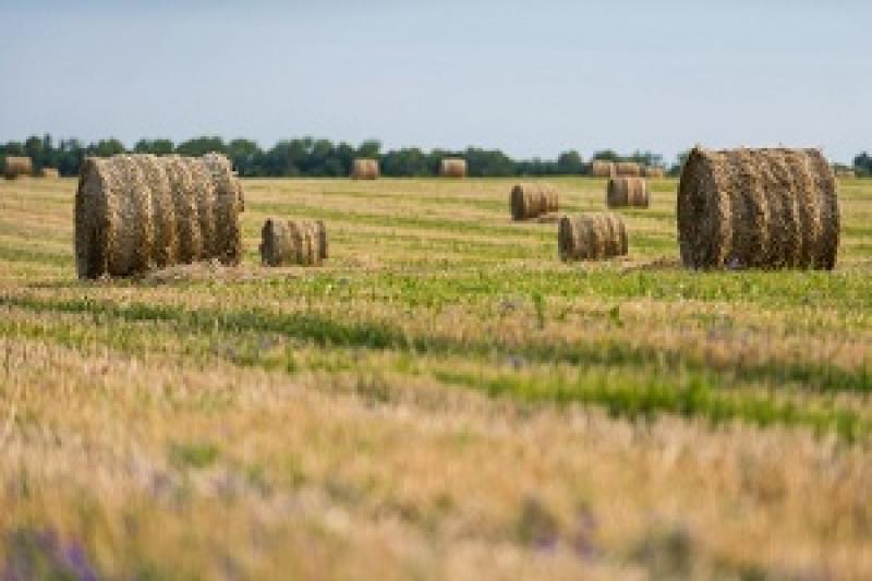 Сільгоспвиробник обдурила 1200 пайщиків