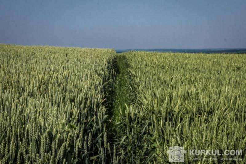 Пшеницю і кукурудзу удобрювали новим методом