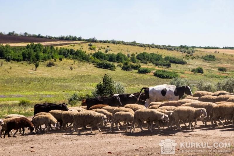 Поголів'я овець і кіз становило на 4,6% менше торішніх показників