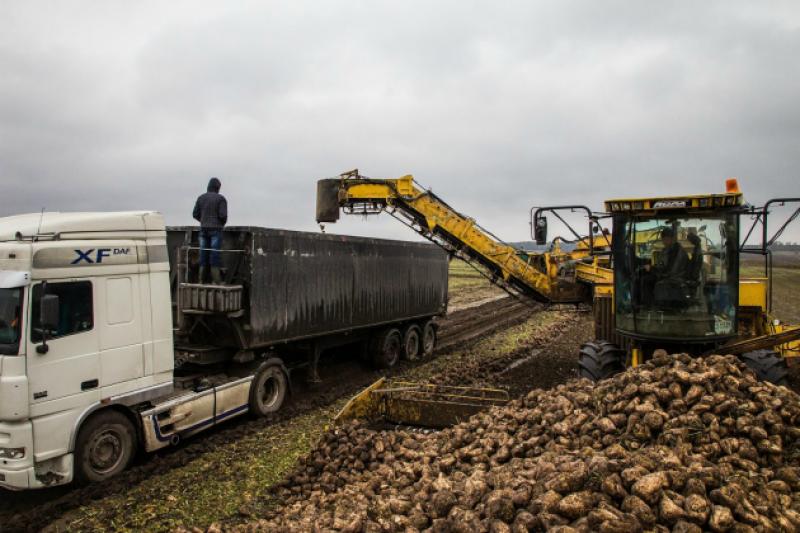 В Україні завершується сезон збирання цукрових буряків 