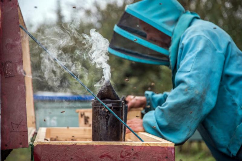 На ринку праці існує гостра потреба у бджолярах і виноградарях
