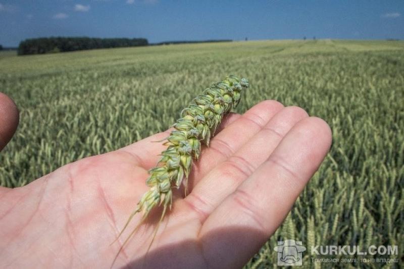 Всіма категоріями господарств області засіяно 53,2 тис. га