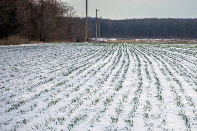 Площі під пшеницею цьогоріч є рекордними для Запоріжжя