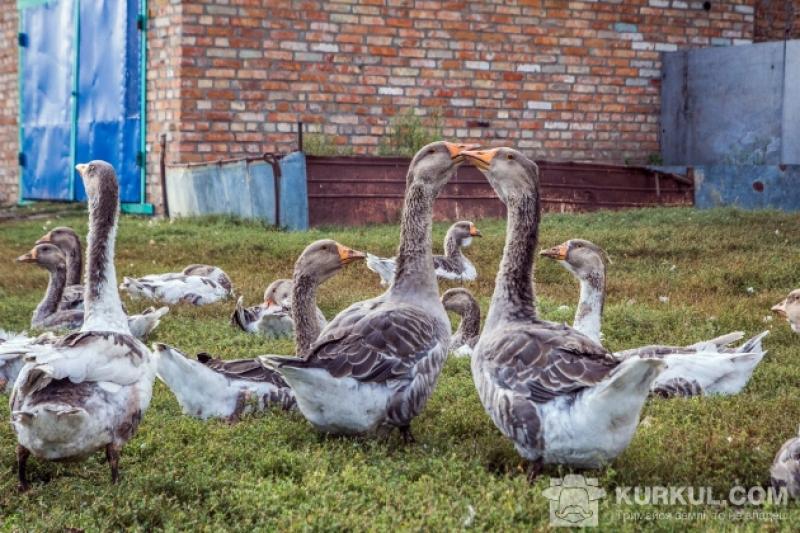 Птахівникам варто зосередити увагу на вирощуванні гусей і качок 