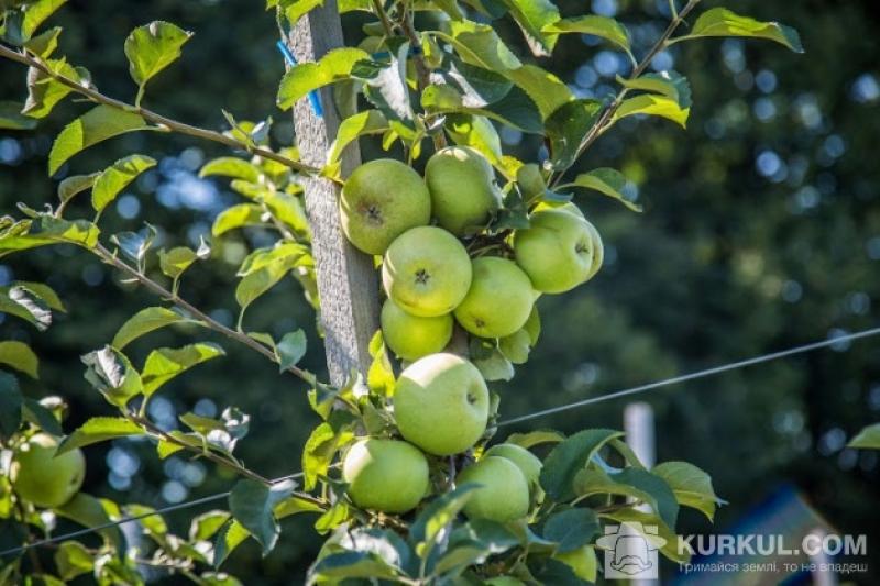 Китайські інвестиції спрямують на будівництво та модернізацію переробних комплексів, фруктосховищ, виробничо-логістичного комплексу
