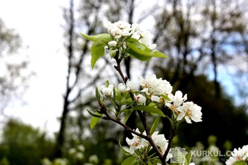 Цвітіння плодових дерев