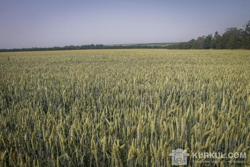 Поле пшениці