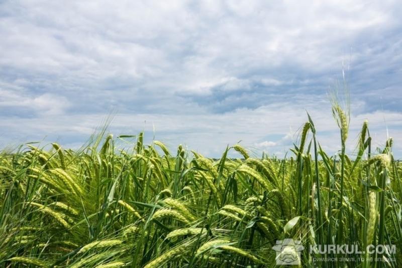 Колоски пшениці