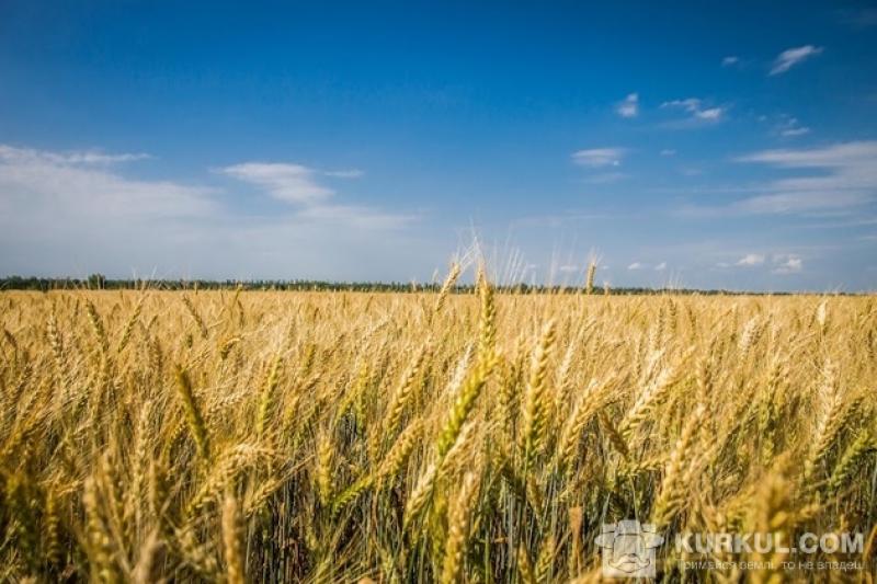 Поле пшениці