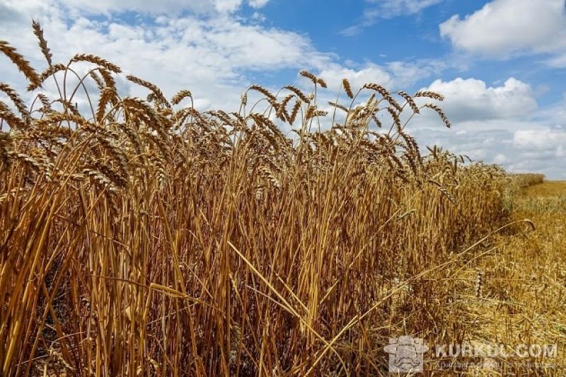 Зернові в полі