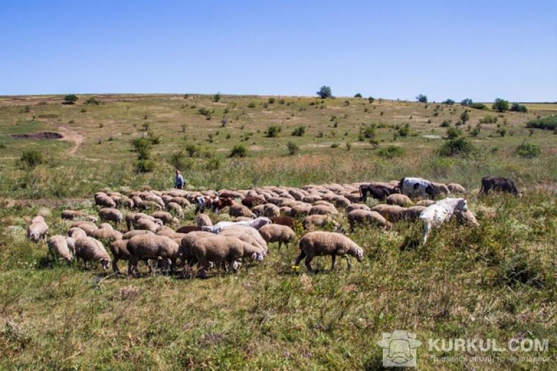 Вівці на пасовищі