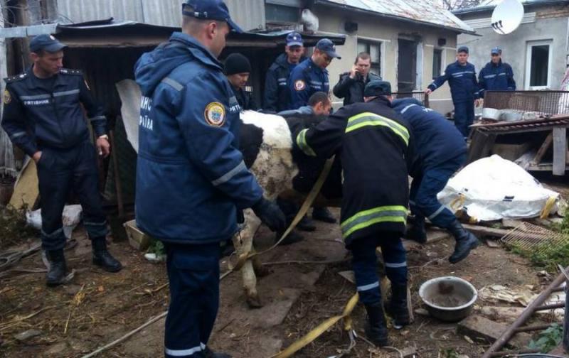 Рятувальники витягли корову з підвалу