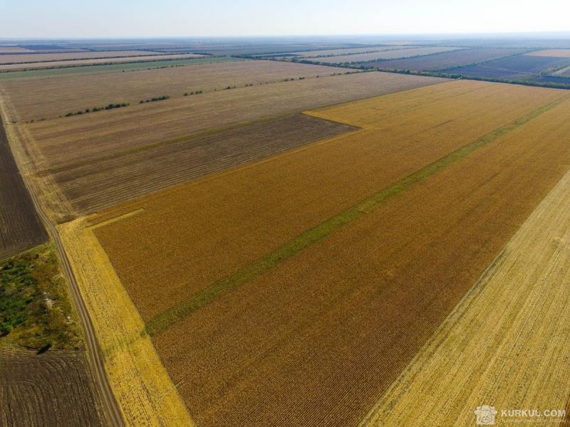 Поле кукурудзи з висоти пташиного польоту