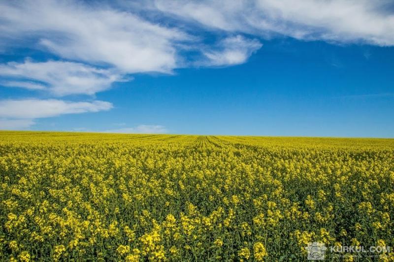 Поле ріпаку