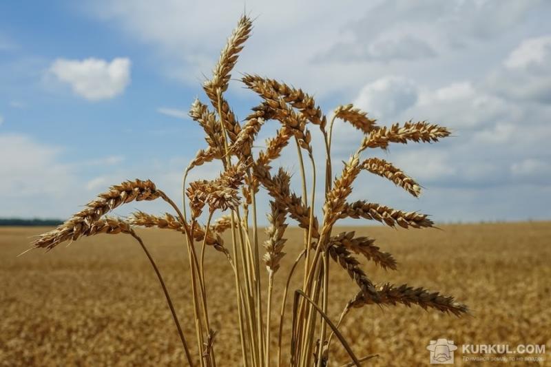 Колоски пшениці