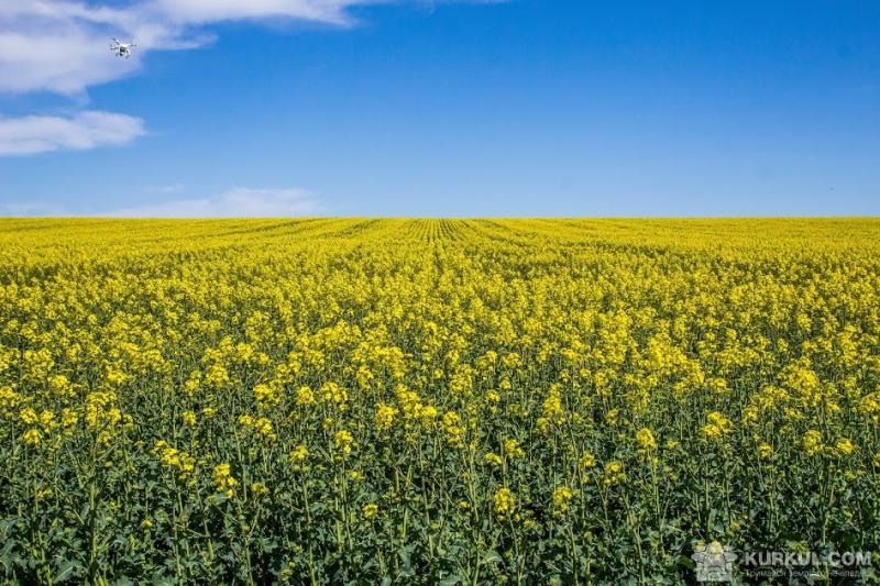 Поле ріпаку