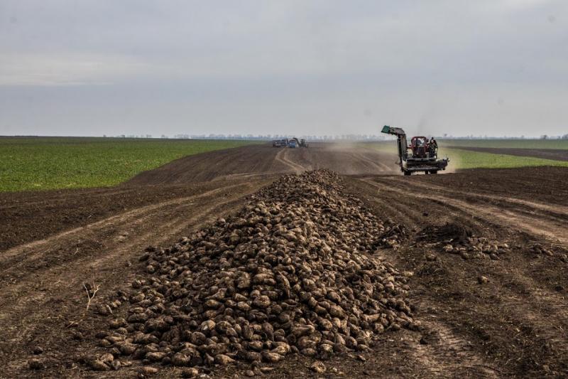 Урожай цукрових буряків