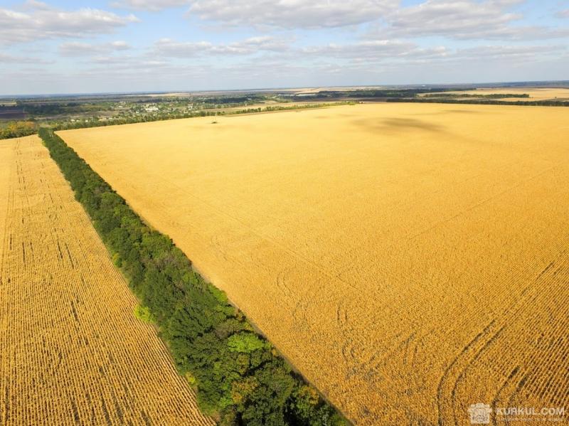 Державні землі орендують за вдвічі вищу ціну, ніж приватні