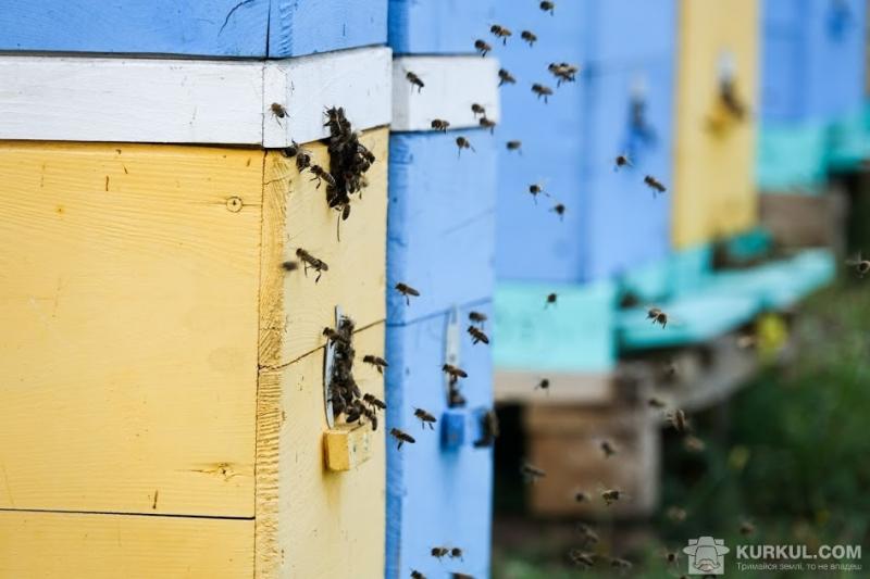 Нових бджіл вивели шляхом схрещення