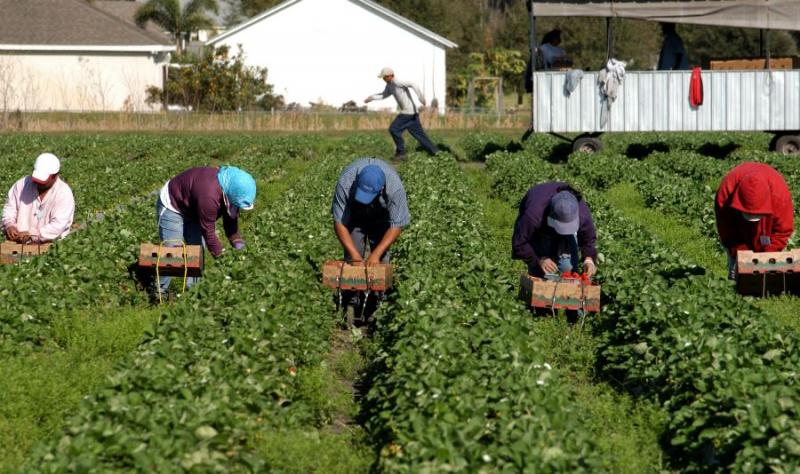 Чверть заробітчан з України працює в сільському господарстві