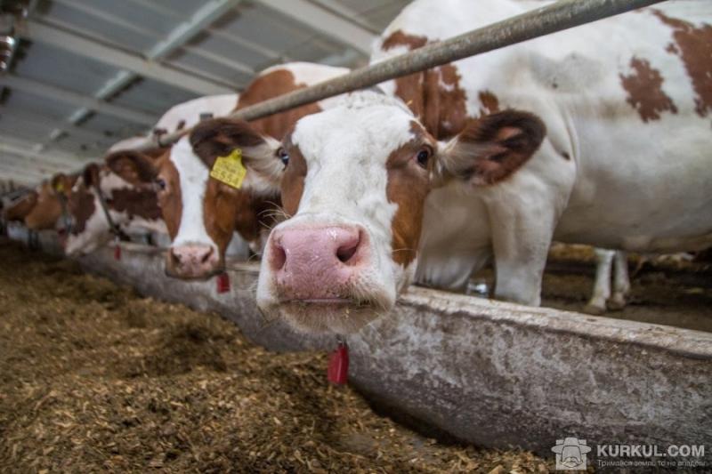 В Україні штрафуватимуть за неякісні продукти харчування й корми