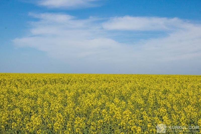 Україна збільшила експорт олійних